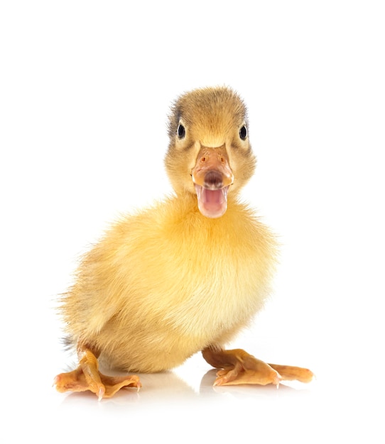 Young duckling