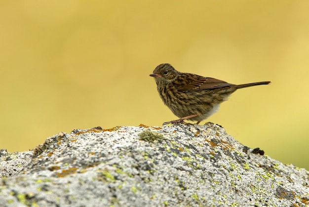 Young Dunnock op een rots in de laatste avondlichten