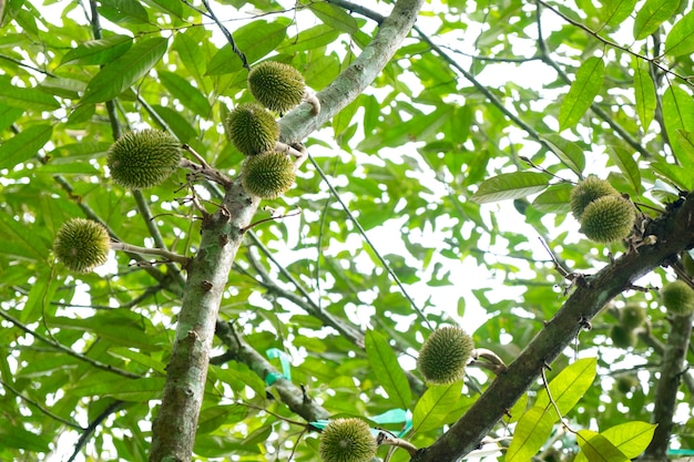 Foto giovane durian