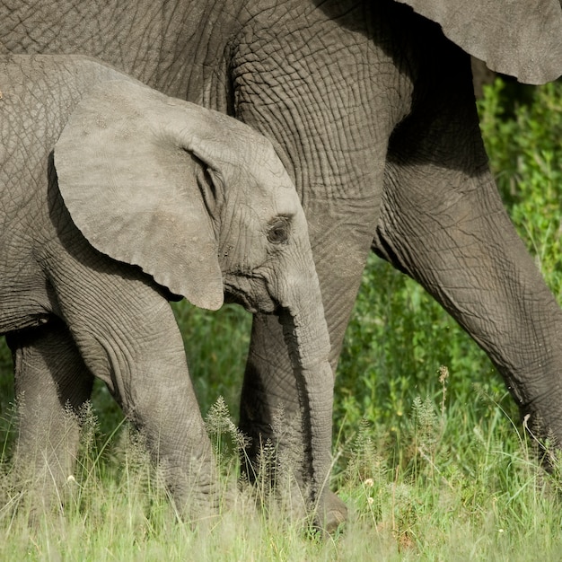 Young elephant and his mother