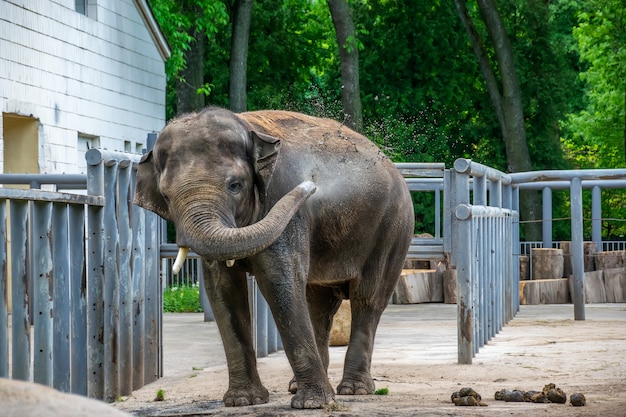 Young elephant is having fun on the playground and splashing water