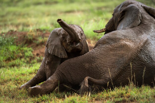 Young elephant playing, Serengeti, Tanzania, Africa