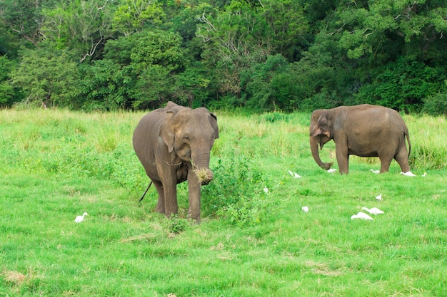 A young elephant right next to an adult one