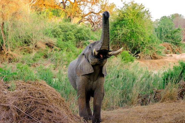 Foto un giovane elefante che cammina sul campo