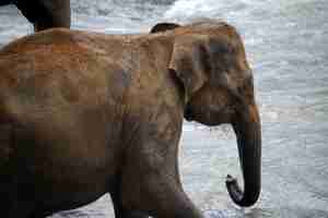 Photo young elephant walking through the river pinnawala elephant orphanage sri lanka