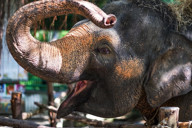 動物園の若いゾウ