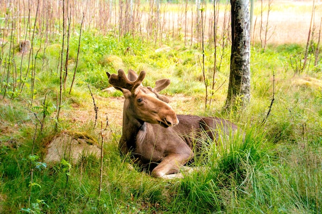 Young elk laying in the grass