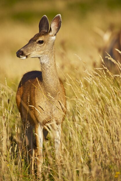 Photo young elk