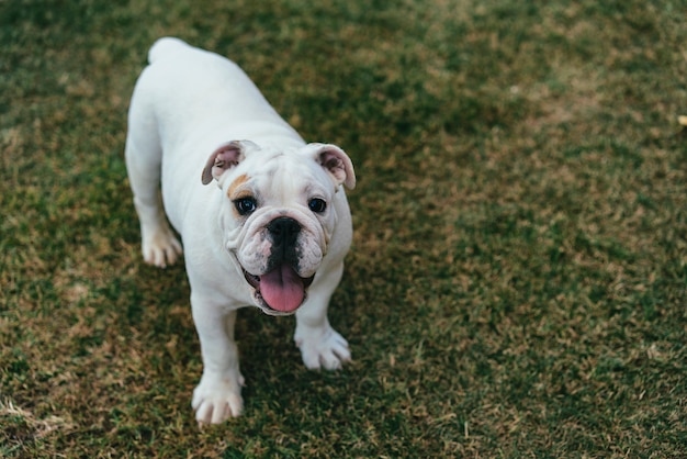 Young english bulldog in the garden