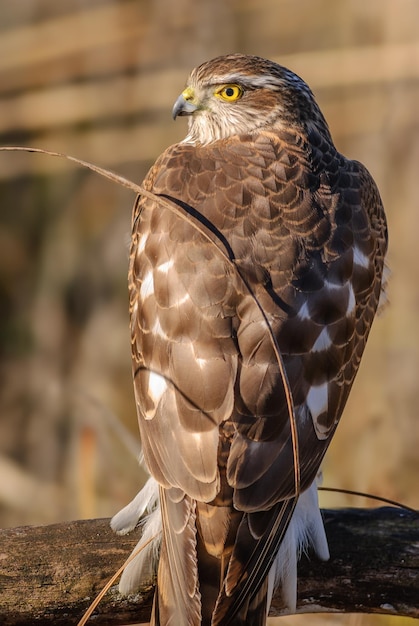 Foto giovane accipiter nisus, falco passero eurasiatico, riposo su un ramo al sole