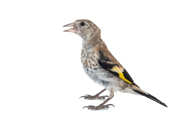 白で隔離されて立っている若いヨーロッパゴシキヒワcardueliscarduelis