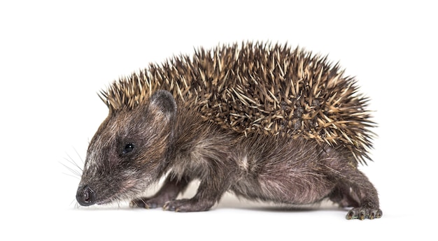 Young European hedgehog looking at the camera, isolated on white