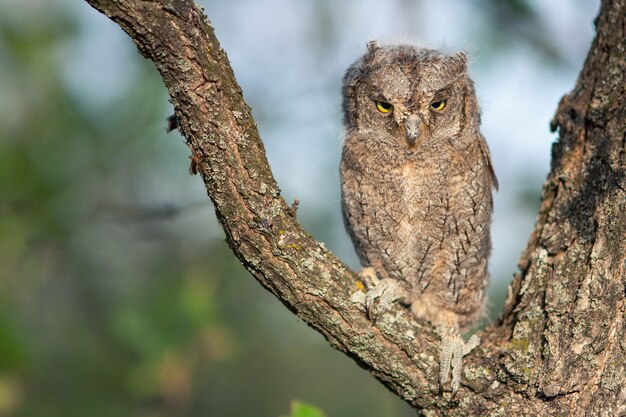 枝に座っている若いヨーロッパフクロウ（Otus scops）