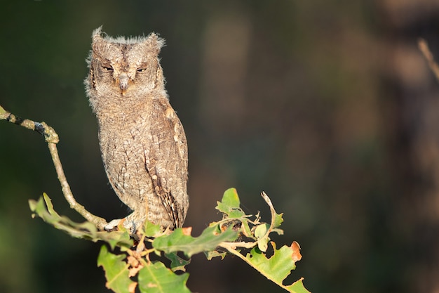 Молодая европейская сова (Otus scops) сидит на ветке