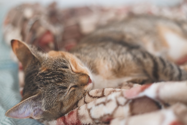 Young european shorthair cat sleeping in bed