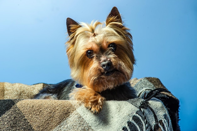 Photo young exhibition yorkshire terrier