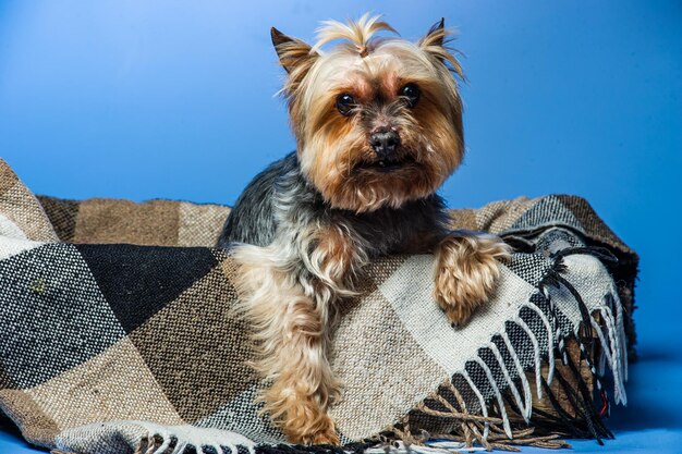 Photo young exhibition yorkshire terrier