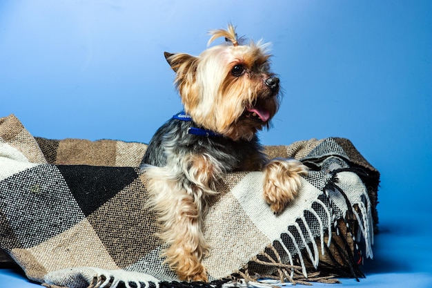 Foto esposizione giovane yorkshire terrier