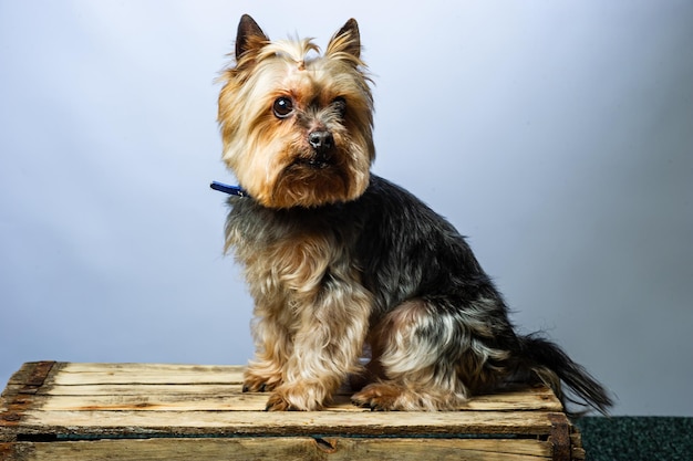 Photo young exhibition yorkshire terrier