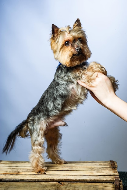 Esposizione giovane yorkshire terrier