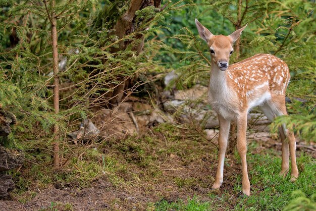 Young fallow deer in the forest