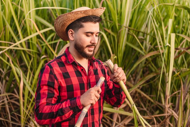 Young farm worker looking and analyzing sugar cane plant agronomist agricultural engineer Alcohol industry