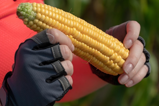 A young farmer girl holds an ear of corn in her hands natural\
agriculture equal rights for women to work an ear of ripe corn\
closeup