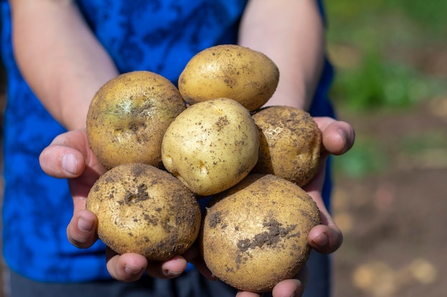 A young farmer holds fresh organic potatoes in his hands Harvesting farming and farming in rural areas