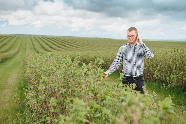 Young farmer inspects currant field