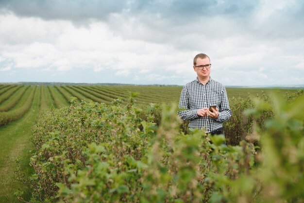 Young farmer inspects currant field