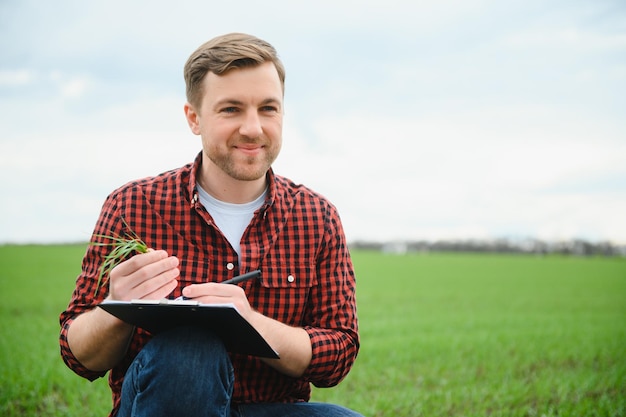 A young farmer inspects the quality of wheat sprouts in the field The concept of agriculture