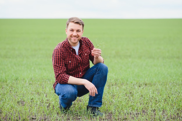 A young farmer inspects the quality of wheat sprouts in the field The concept of agriculture