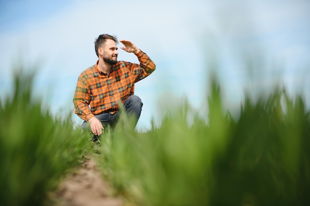 A young farmer inspects the quality of wheat sprouts in the field The concept of agriculture