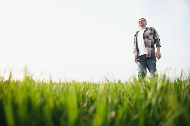 A young farmer inspects the quality of wheat sprouts in the field The concept of agriculture