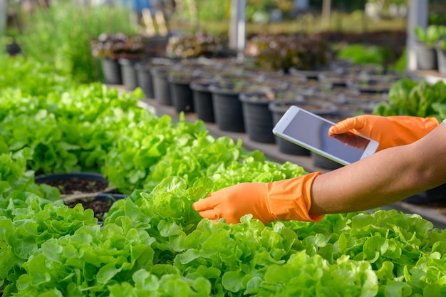 A young farmer is growing organic lettuce in the soil Organic farmers monitor their organics to develop organically grown vegetables