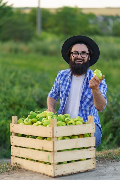 Il giovane contadino tiene tra le mani un peperone appena colto dal suo orto. concetto di agricoltura, prodotti biologici, alimentazione pulita, produzione ecologica. avvicinamento