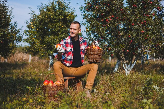 Young farmer man worker picking apples in orchard in village during autumn harvest Happy man works in the garden harvesting baskets with apples