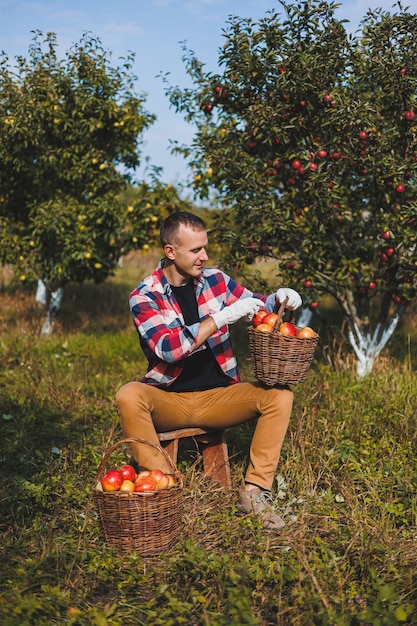 Young farmer man worker picking apples in orchard in village during autumn harvest Happy man works in the garden harvesting baskets with apples