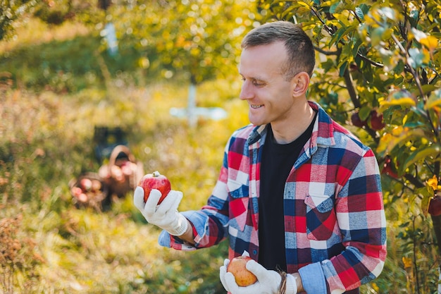 Young farmer showing organic homegrown apples in a basket\
harvesting apples in autumn in the garden