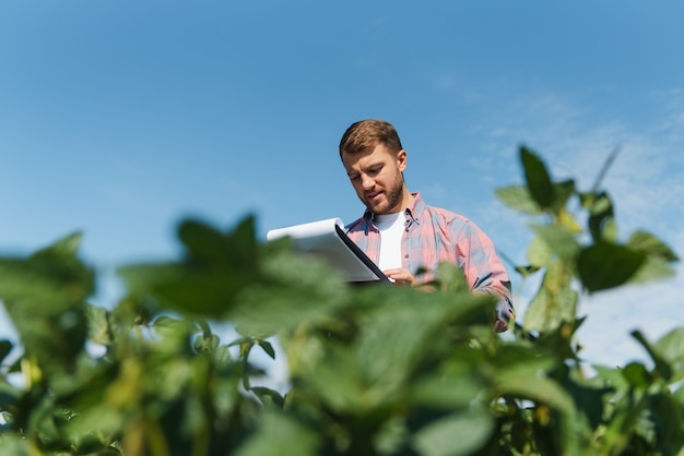 Young farmer in soybean fields