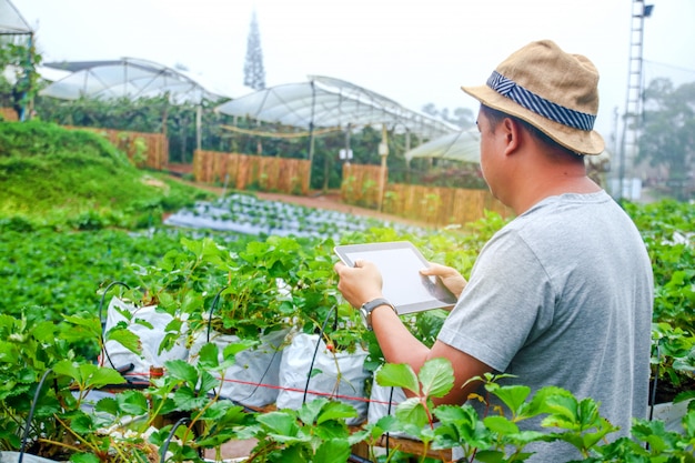 Young farmer wearing a hat Planting strawberry fruit for sale Holding a tablet to save agricultural work