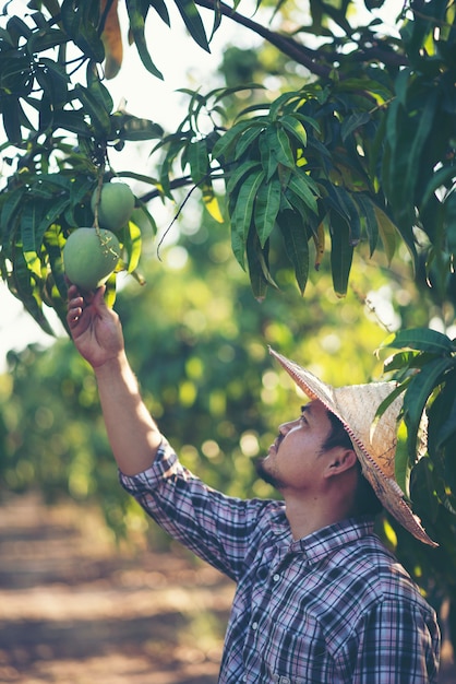 Young farmers are checking the yield in the orchard, mango garden.