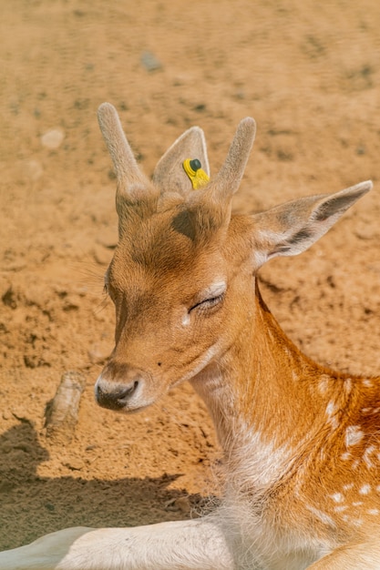 若い子鹿のダマジカ