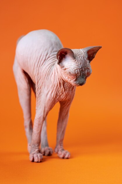 Young female Canadian Sphynx Cat four months old stands on outstretched paws on orange background