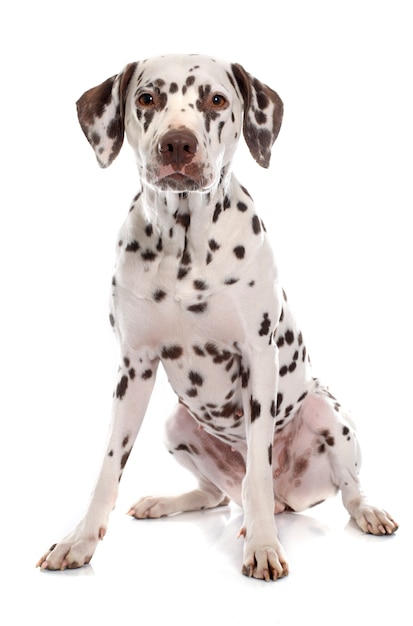 young female dalmatian