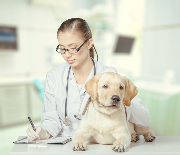 面白い犬の患者と若い女性医師