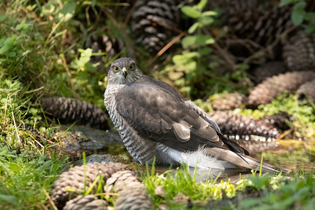 Giovane femmina sparviero eurasiatico in corrispondenza di un punto d'acqua in estate in una foresta di pini