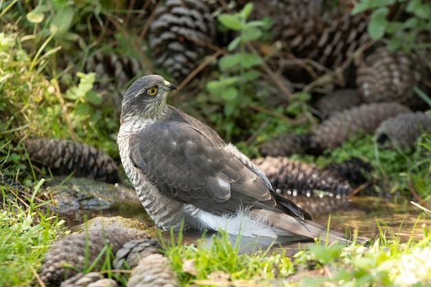 Giovane femmina sparviero eurasiatico in corrispondenza di un punto d'acqua in estate in una foresta di pini