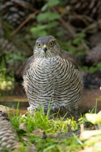 Giovane femmina sparviero eurasiatico in corrispondenza di un punto d'acqua in estate in una foresta di pini