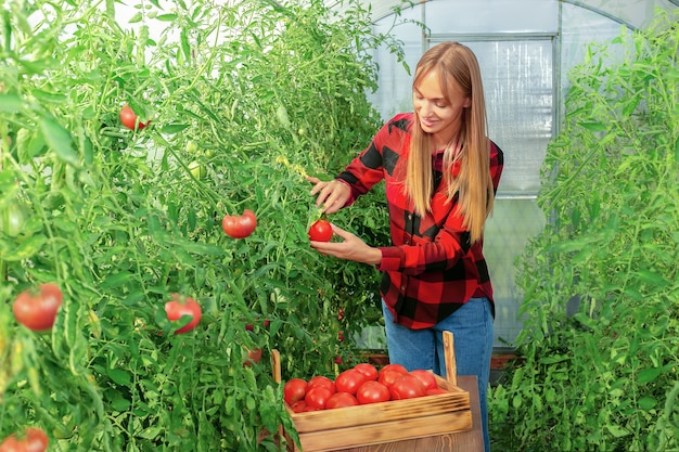 温室で若い女性農家。彼女の農場から新鮮な野菜を収穫する女性。